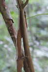 Oakleaf hydrangea